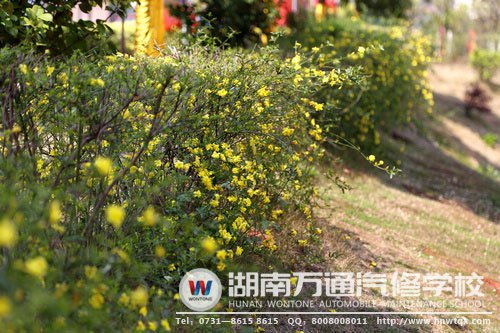 星星點點的迎春花