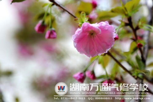 一枝獨秀的晚櫻